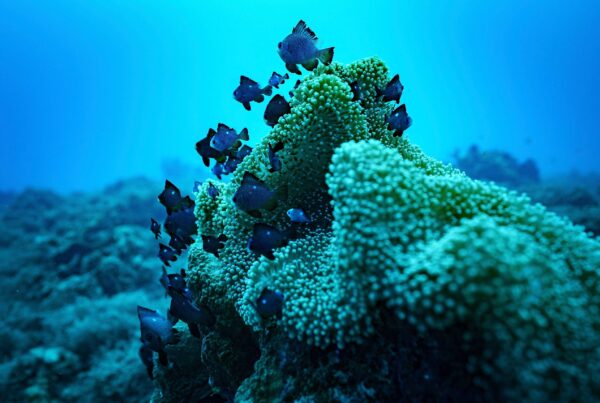 Morocco Ratifies High Seas Treaty as 60th Nation