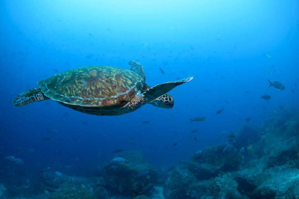 Morocco Ratifies High Seas Treaty as 60th Nation