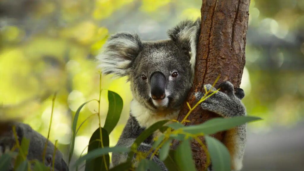 Great Koala National Park Approved