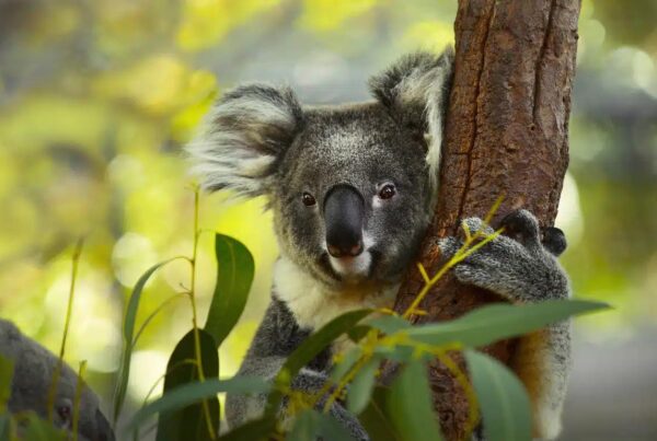 Great Koala National Park Approved