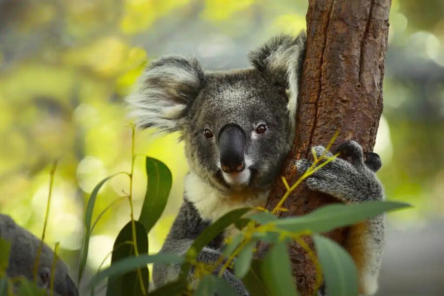 Great Koala National Park Approved